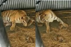 Bengal: Video Of Tigress Rika Playing With Her 3 Newborn Cubs At Safari Park Goes Viral | WATCH