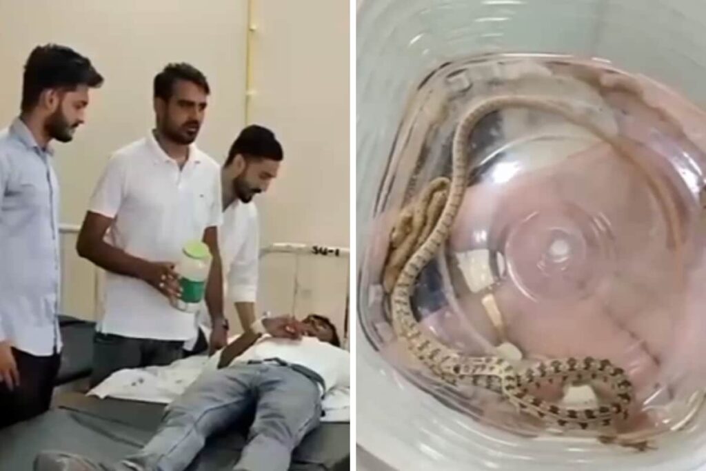 In Rajasthan, Snake Bites Man; Family Takes Him And Reptile To Hospital
