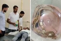 In Rajasthan, Snake Bites Man; Family Takes Him And Reptile To Hospital