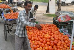 LPG Subsidy, Onion-Tomato Price Control, Rice Export Cut, Pulses Import: Modi Govt’s 5-pronged War on Inflation