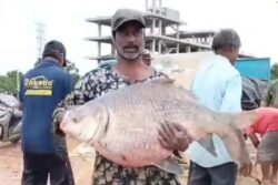 Fish Weighing Upto 15 KG Found In Telangana’s Vemulawada Temple Pond