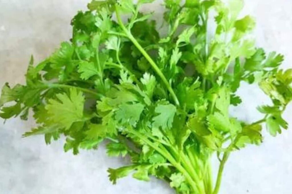 Meet Ramesh Vitthalrao, The Maharashtra Farmer Who Earned Rs 1 Crore By Cultivating Coriander