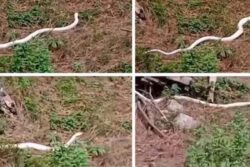 Watch: Rare Breed Of Snake Spotted In Himachal Pradesh’s Chamba District