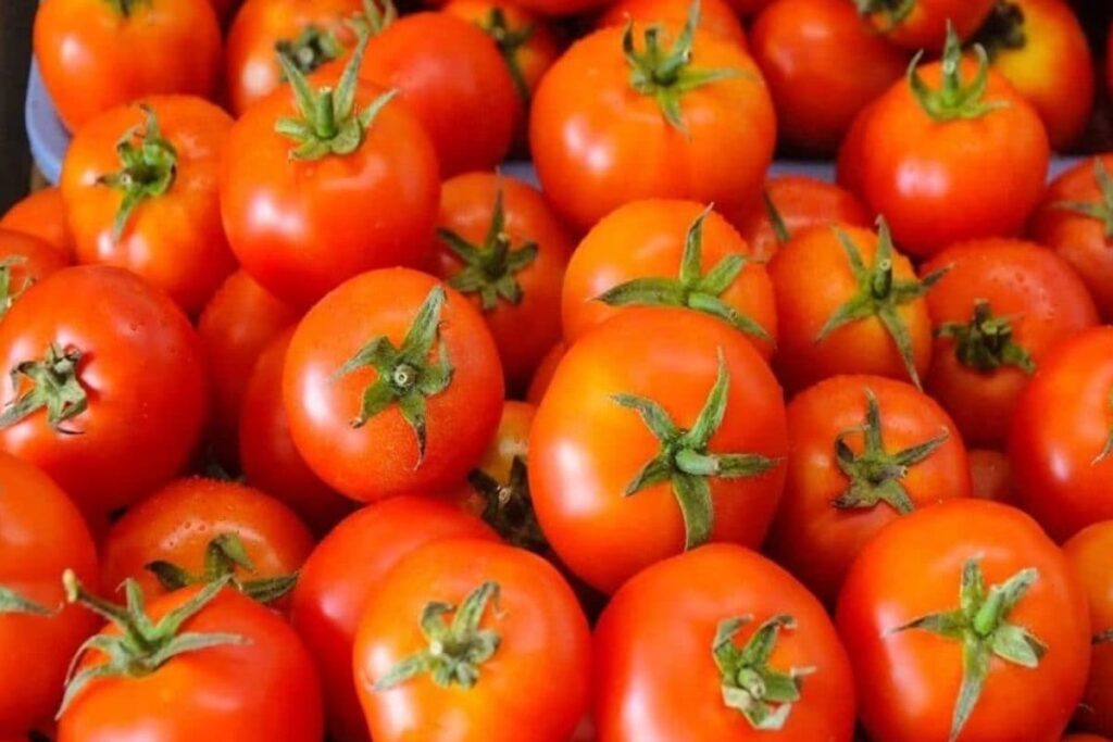 Maharashtra: Farmer Installs CCTV Camera in Farm to Keep an Eye on Tomatoes