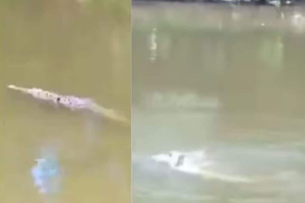 29-year-old Costa Rican Footballer Jesus Alberto Lopez Killed In A Crocodile Attack