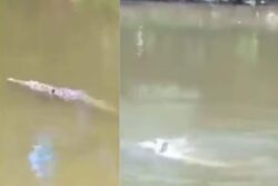 29-year-old Costa Rican Footballer Jesus Alberto Lopez Killed In A Crocodile Attack