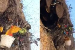 Why World's Most Expensive Honey Costs Rs 9 Lakh Per Kg