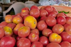 Tomato Prices Fall In Parts Of Tamil Nadu, Available At Below Rs 100 Per Kg
