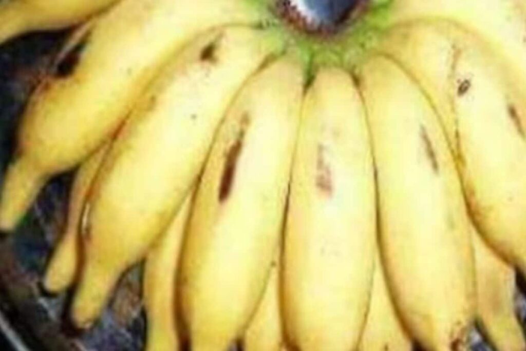 This Banana Breed From Kanyakumari District Gets Geographical Indication Tag