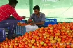 These School Dropout Siblings From Karnataka Earn In Millions From Tomato Farming