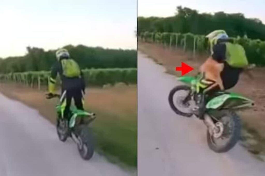 Deer Jumps On To Motorcyclist Performing Stunts; Here's What Happened Next