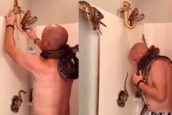 Watch: Man Takes Shower With Snakes Wrapped Around His Neck; Internet Can't Believe It