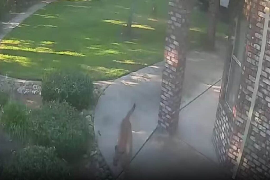 Watch: California Woman Shocked To Discover Mountain Lion Playing With Her Dog