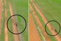 2 Hunter Dogs Chase Small Rabbit; Watch What Happens Next