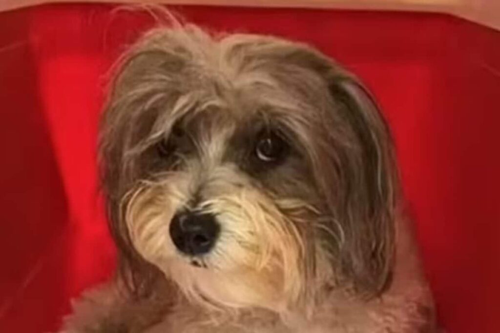 West Sydney Woman Convicted Of Letting Pet Ingest Methamphetamine And Opioids