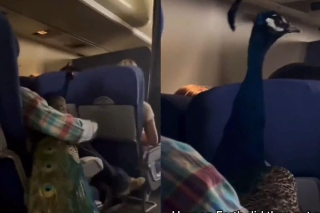 Did It Really Happen? Video Shows Woman Bringing Peacock Onboard Flight