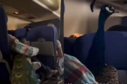 Did It Really Happen? Video Shows Woman Bringing Peacock Onboard Flight