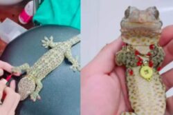 Woman Grooms Lizard With Nail Paint And Gold Jewellery, Internet Reacts