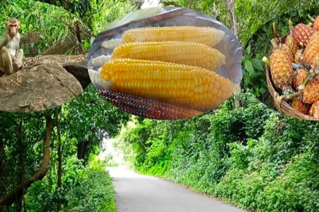 A Road To Enchantment: Araku's Lambasingi Ghat Road Offers A Surreal Experience