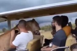 Lioness Jumps Inside A Tourist Van On Safari; Here's What Happened Next