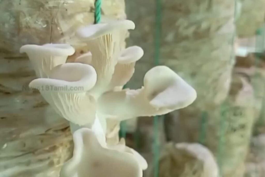 This Tamil Nadu Engineering Graduate Grows Mushrooms In Hilly And Cold Regions