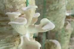This Tamil Nadu Engineering Graduate Grows Mushrooms In Hilly And Cold Regions