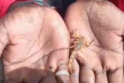 Residents Of This Karnataka Village Aren't Scared Of Scorpions; They Celebrate Them