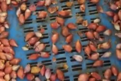 Coimbatore Witnesses Surge In Onion Prices Due To Reduced Supplies