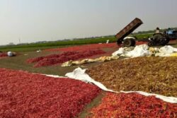 How This City Came To Be Known As The Chilli Capital Of India