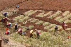 Nilgiris Farmer Says Price Of Intercropped Black Pepper Over Rs 650 Per Kg In The Region