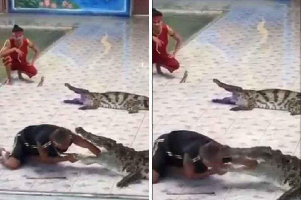 Man Tempts Fate By Putting Hand Inside Crocodile's Mouth; Here's What Happened Next