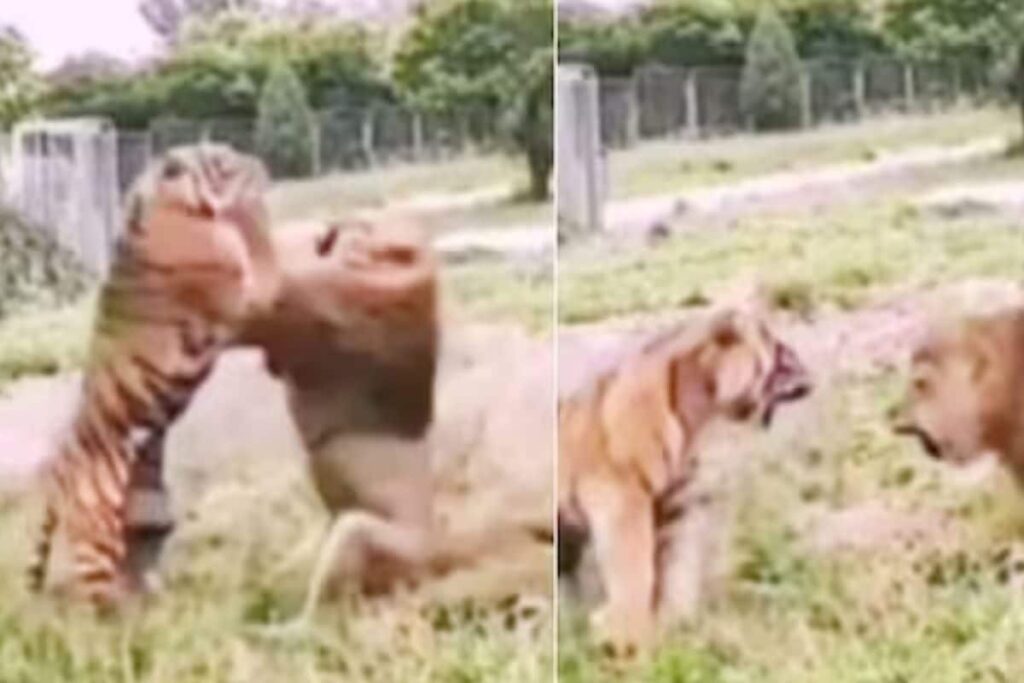 Video Shows Lion And Tiger In Fierce Fight, Internet Divided On Who's Stronger