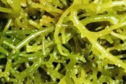 This Kanyakumari Company Isolates 18 Minerals From Seaweed To Make Healthy Products