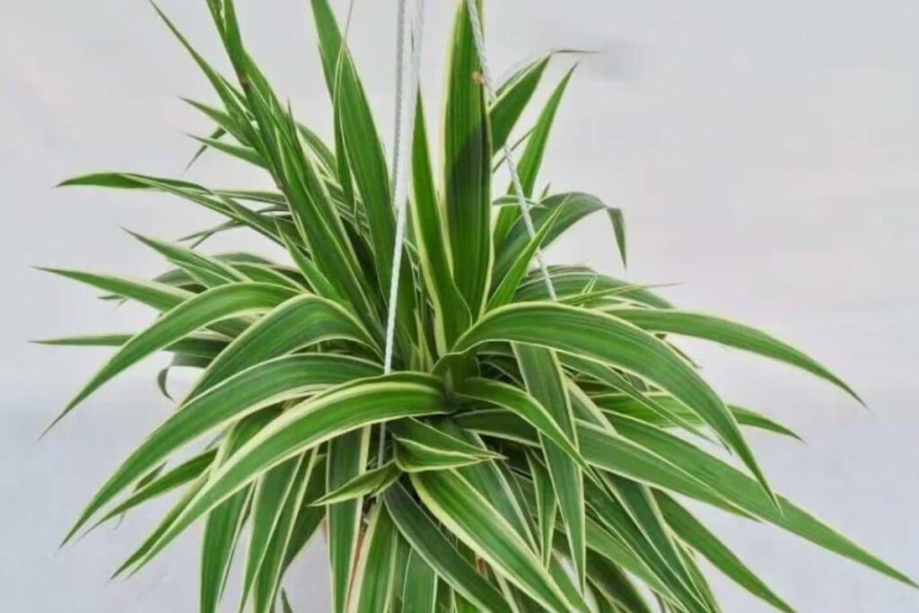 Healthy Tips To Grow And Maintain Spider Plants At Home