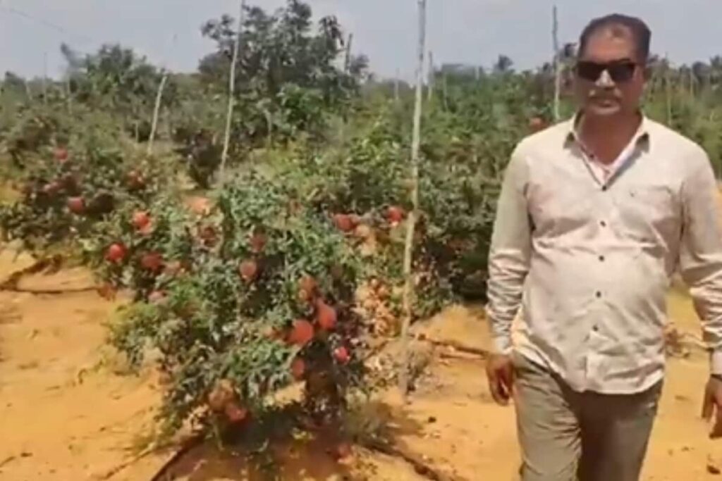 How This Andhra Farmer Is Earning Huge Profits Through Pomegranate Cultivation