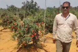 How This Andhra Farmer Is Earning Huge Profits Through Pomegranate Cultivation
