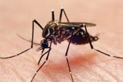 New Research Shows Chikungunya Virus' Invisibility Shield May Lead To Vaccines Or Treatments