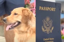 Viral: Dog Chews Up Groom's Passport Just Before Destination Wedding