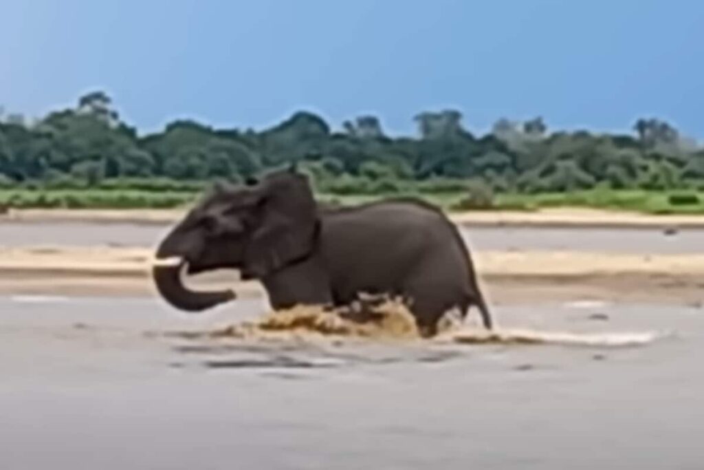 Watch: Elephant Escapes From The Jaws Of Hungry Crocodile, Internet Is Stunned