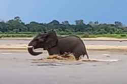 Watch: Elephant Escapes From The Jaws Of Hungry Crocodile, Internet Is Stunned