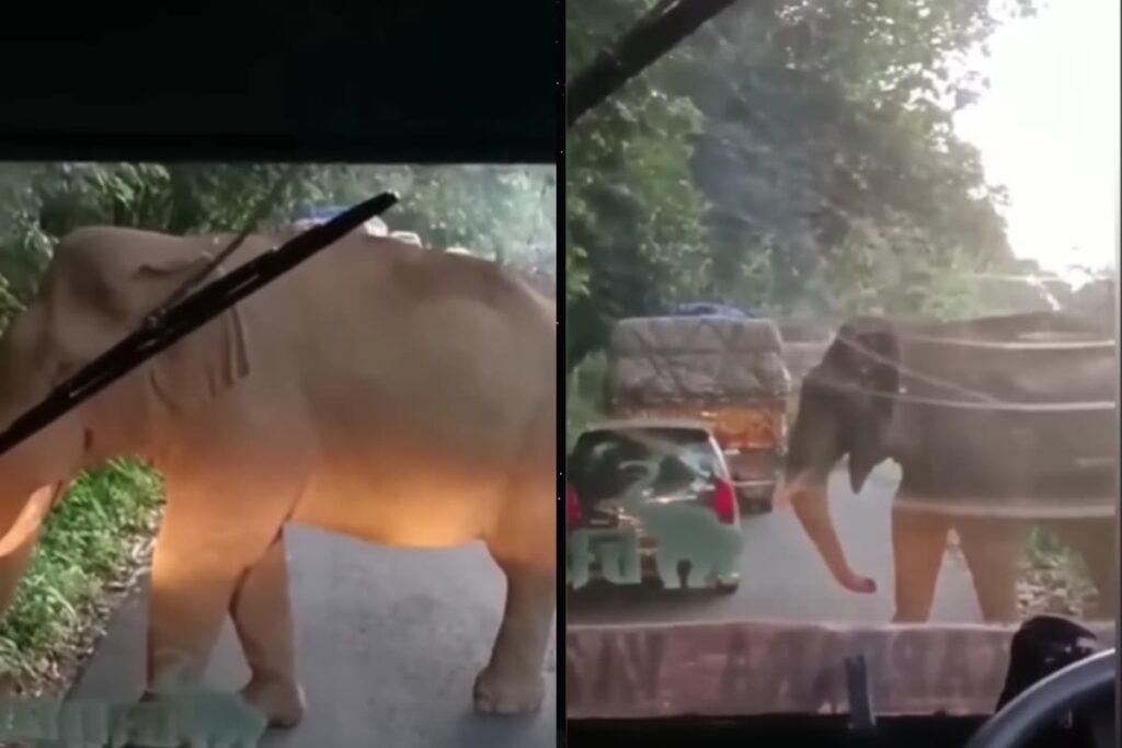 Watch: Kerala Bus Driver's Calmness Saves The Day As Wild Elephant Blocks Way
