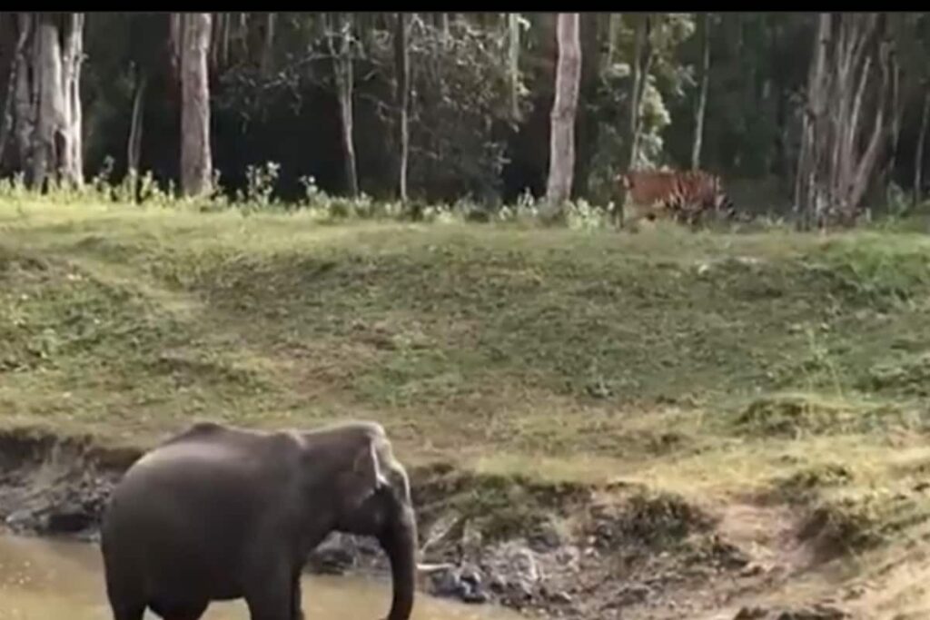 MP: Elephant Stuck in River Water in Panna Tiger Reserve Rescued