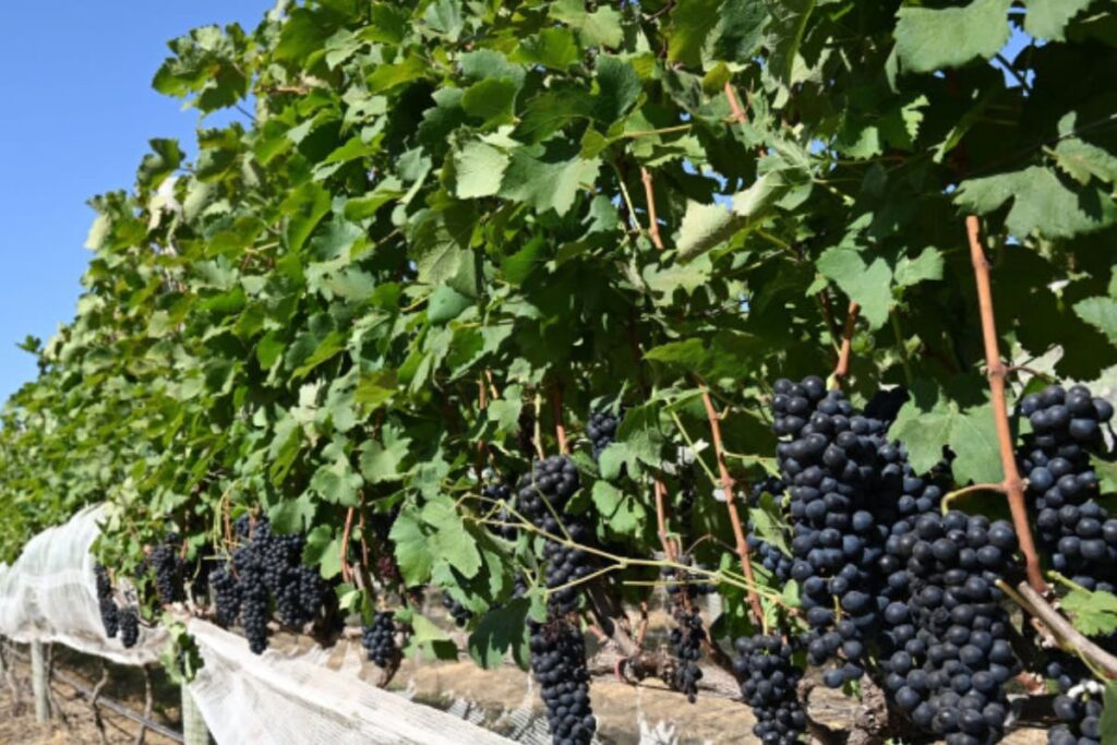 Wine From Brazil's Unsung Savannah Makes a Splash