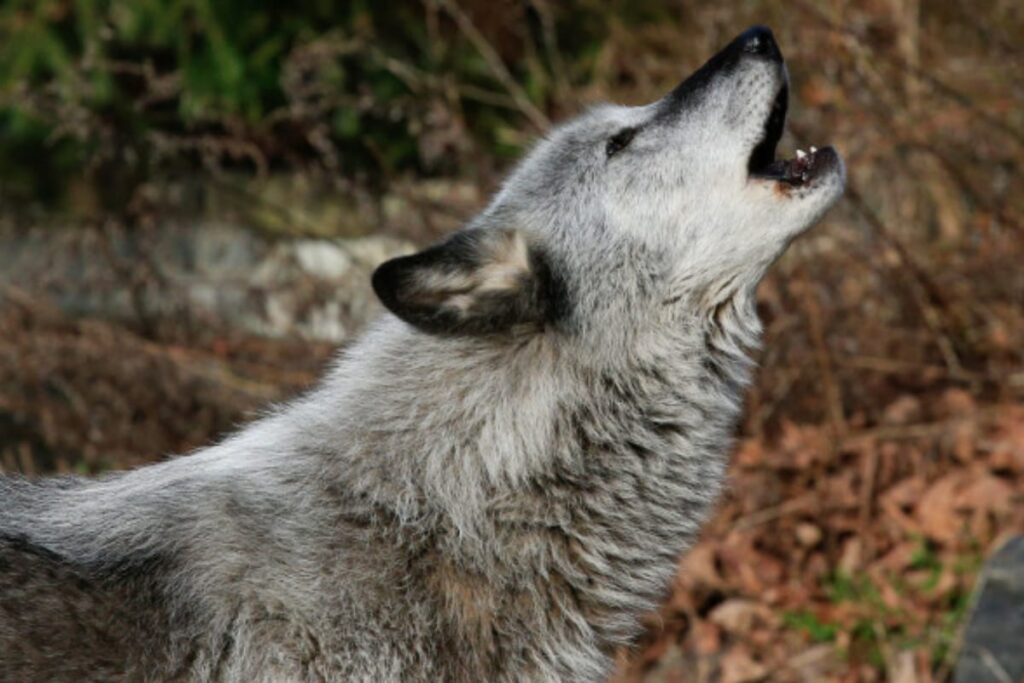 How a Lone 'Immigrant' Wolf Revived a Forest Ecosystem