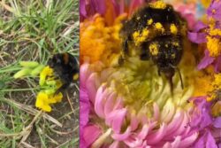 Woman's Kind Gesture For Injured Bumblebee Is Winning Internet
