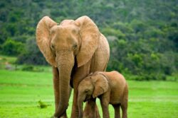 World Elephant Day 2023: How do Elephants Show Intelligence, Memory and Social Behaviour?