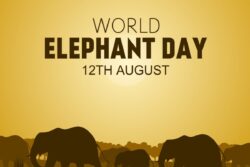 World Elephant Day 2023: Why is August 12 a Elephant Day? Theme, History and Significance