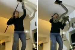 Watch: Fearless Woman Pulls Out Two Massive Pythons With Her Bare Hands