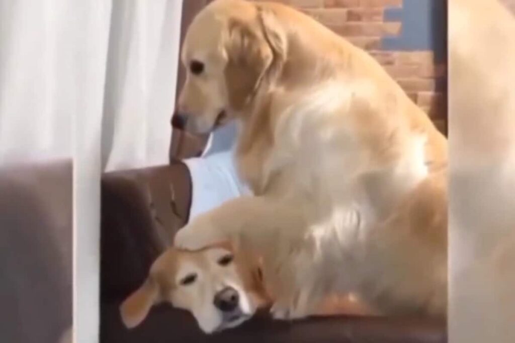 Cute Video Of Dog Patting Another Pooch's Head Will Make Your Day
