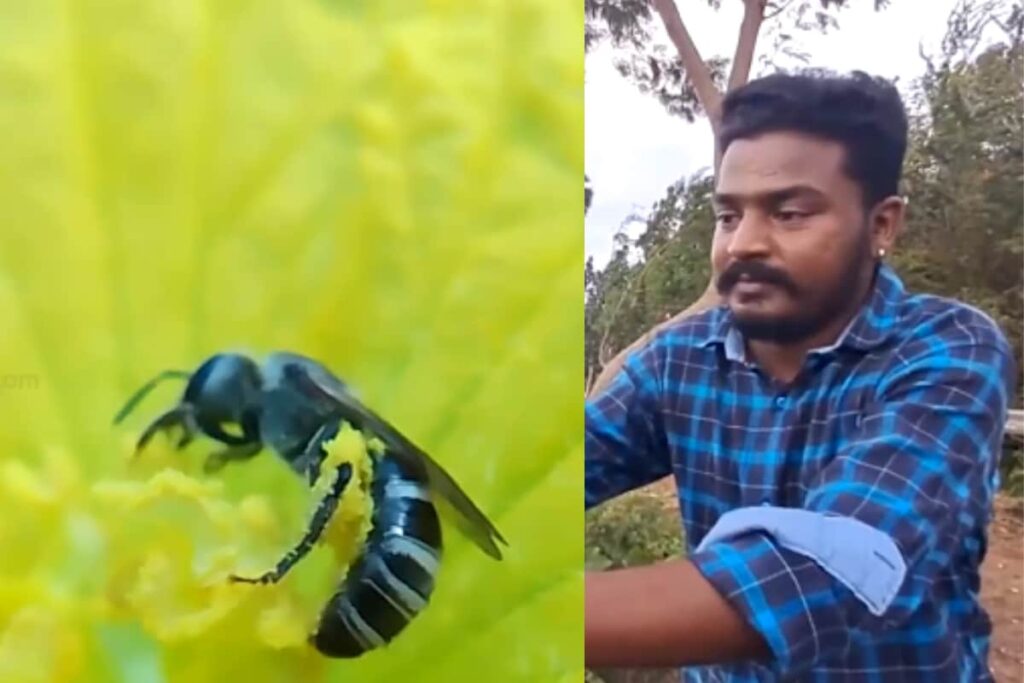 Coimbatore Youth Showcases His Breathtaking Photography Skills Capturing Various Insects